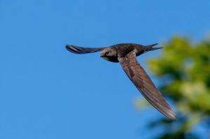 Swift in flight by Peter Bartholomew - Huntly Swift Group