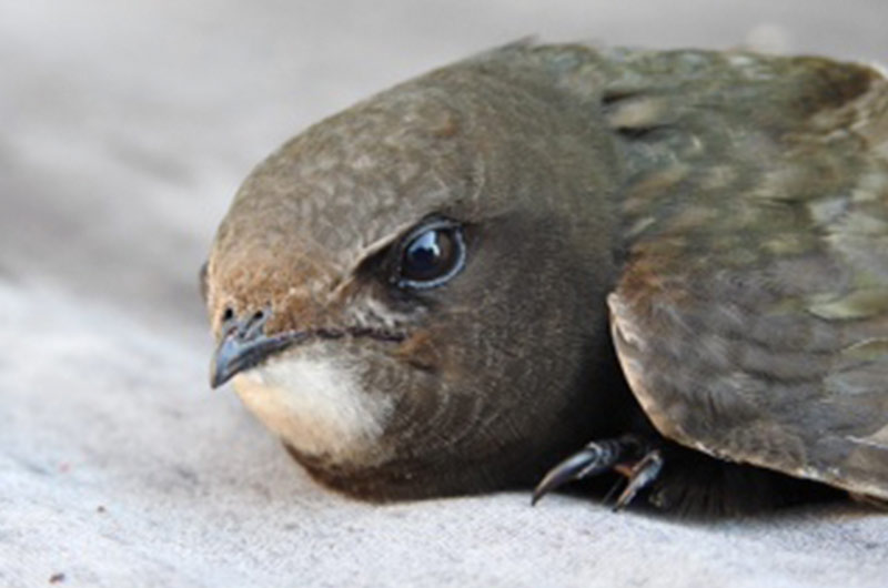 Picture of a swift's head close up