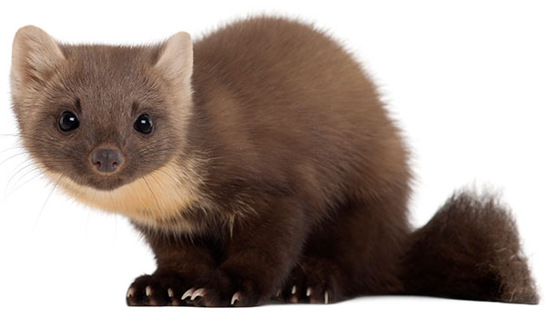 Pine Marten