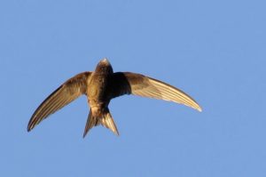 Swift flying