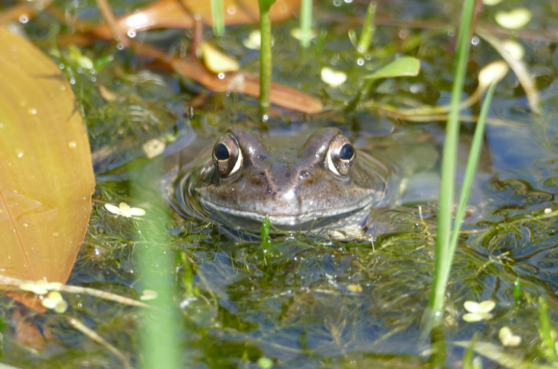 Common Frog © Calum Maclure