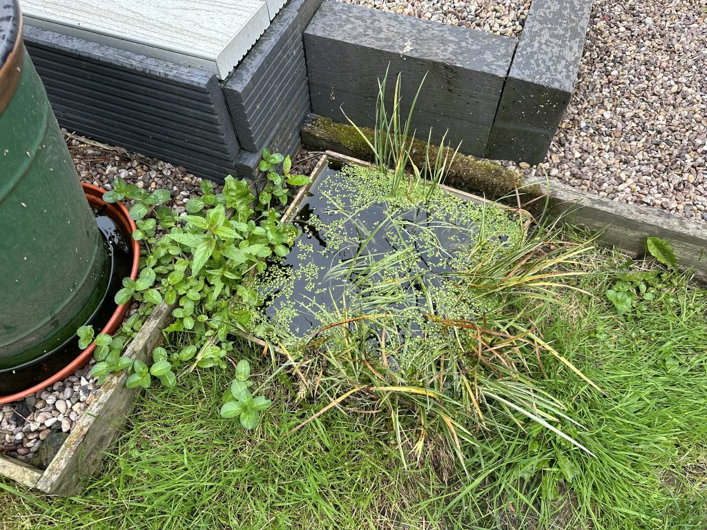 Small ponds are great wildlife too