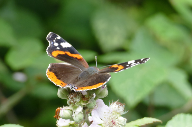 Wildlife Gardening Videos