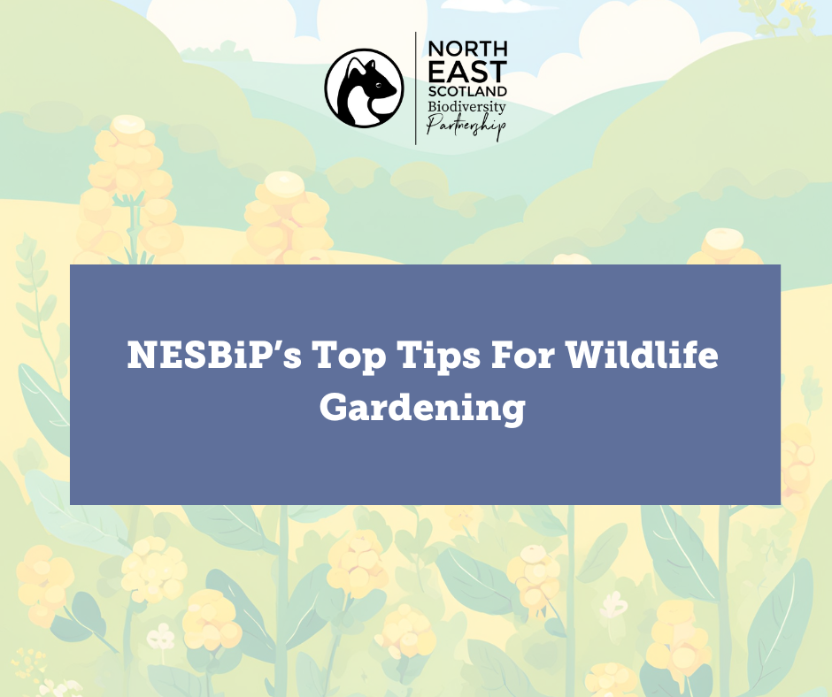 NESBiP’s Top Tips For Wildlife Gardening