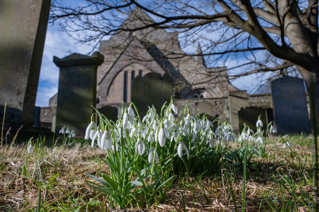 Snowdrops in foreground and St Machars Cathedral Graveyard which is managed for biodiversity