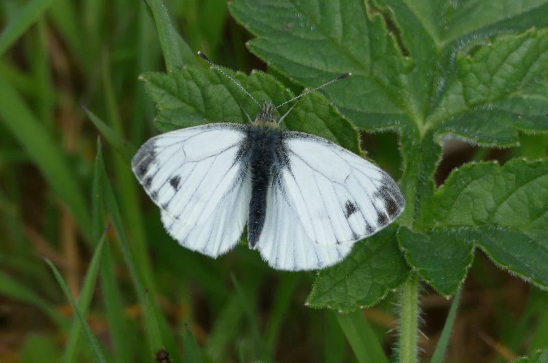 Green-viened White - Calum Maclure More than half of butterflies are declining in the UK, the Green-Veined white is one of those.
