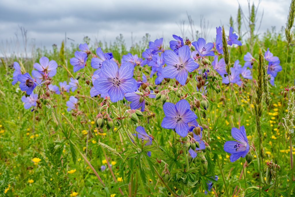 Image showing a Meadow Cranesbill, which is a native wildflower that could be collected during our workshops.