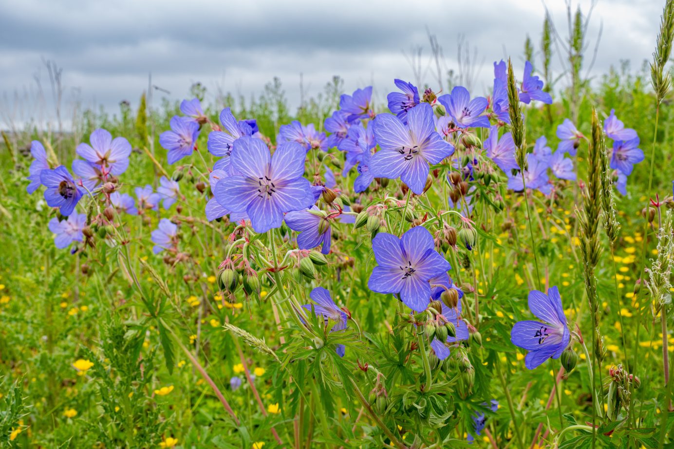 Image showing a Meadow Cranesbill, which is a native wildflower that could be collected during our workshops.