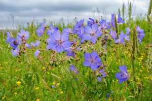 Image showing a Meadow Cranesbill, which is a native wildflower amount other native plants