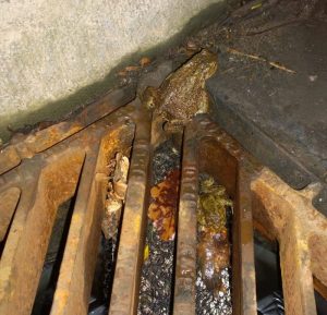 Ladders are a great solution to death traps in suburbia 