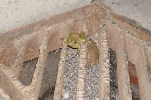 Image by Trevor Rose Image of solution to death traps in suburbia - Image by Trevor Rose