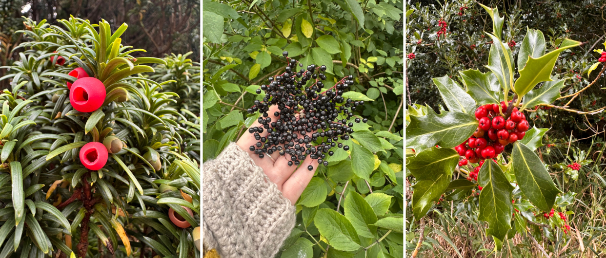 Image showing yew seed, elderberries and holly berries. T