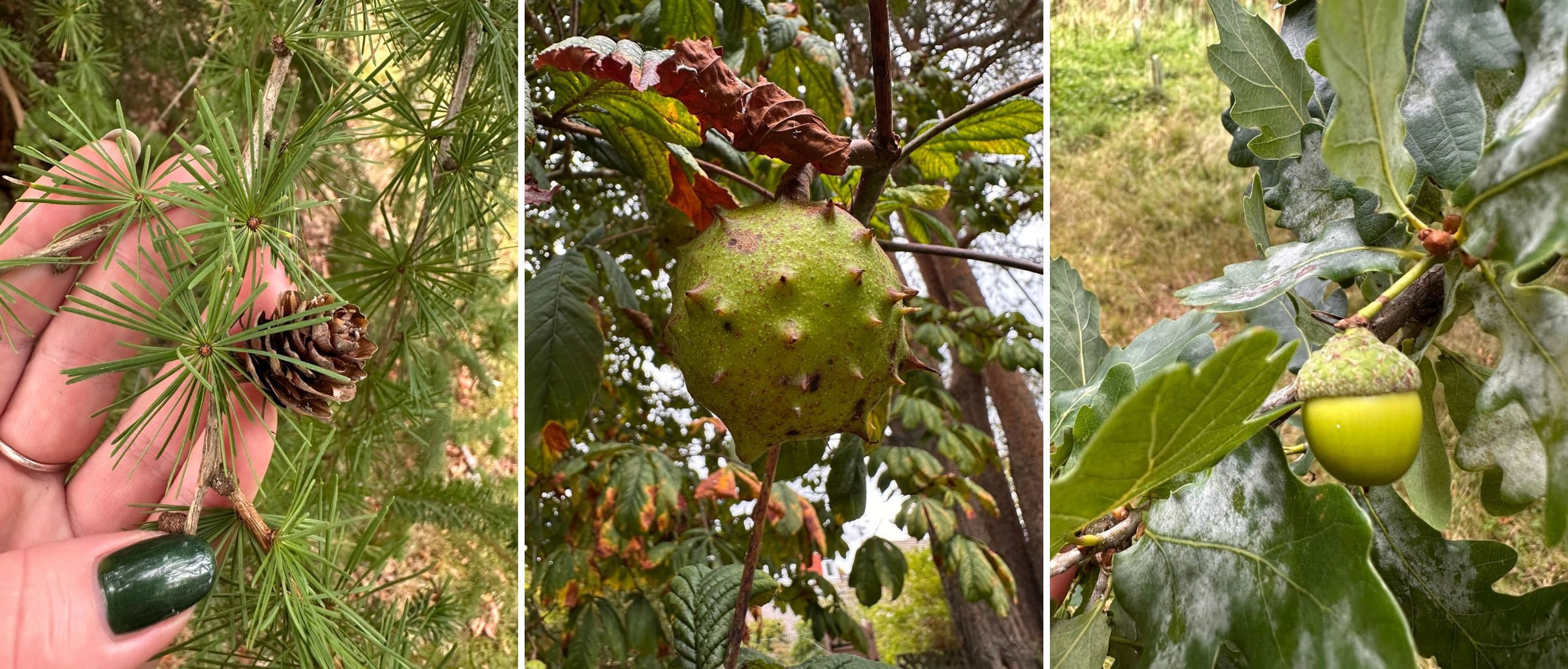 Pine cones, Conkers and acorn are also types of tree seed