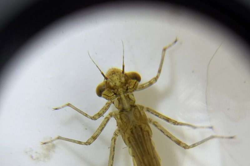 Larva head