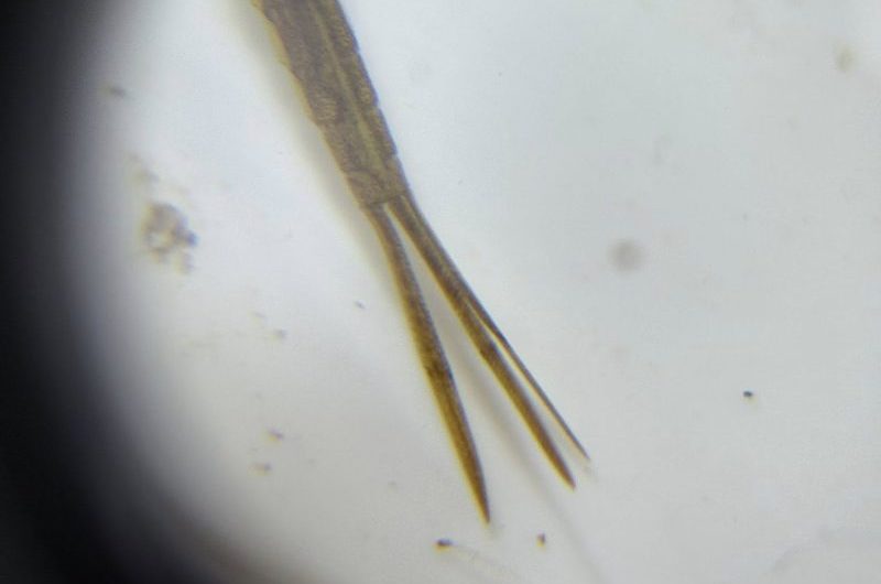 Larva tail