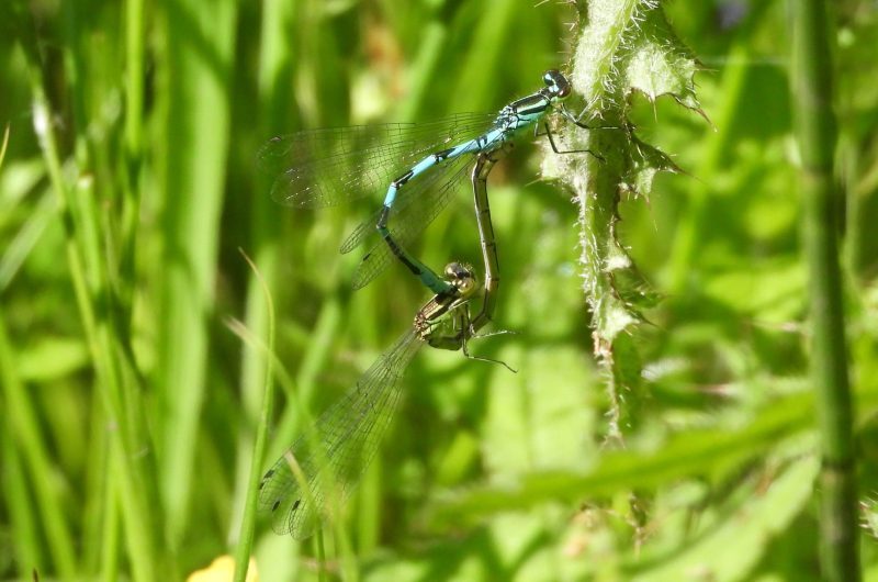 Male and female Northern damselfly 
