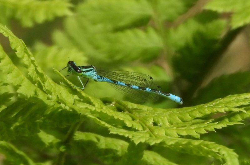 The Northern Damselfly is one of the NESBiP Big 5
