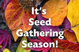 It's seed gathering season It's tree seed gathering season!