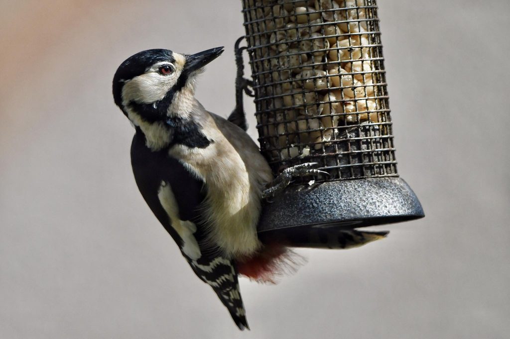 Woodpeckers on feeder (1) - James Davies