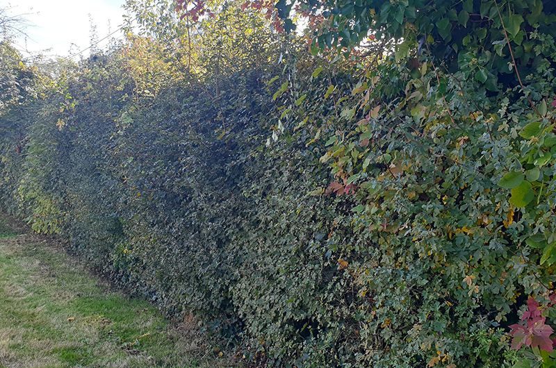 Mixed native hedgerow species - one of NESBiP's Big 5