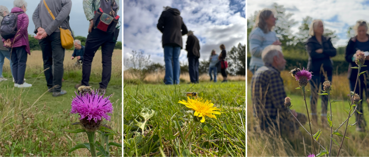 Pollinator-loving plants is 1 of the 10 things we learnt during the wildflower and scything workshops