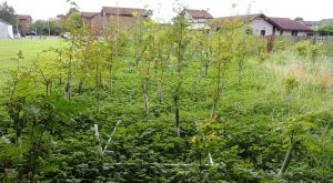 Image of wee forest in North East Scotland