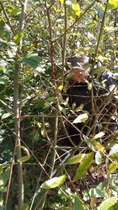 Mike Raby measuring wee forests in North East Scotland
