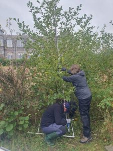 Measuring wee forest trees with a washing line prop