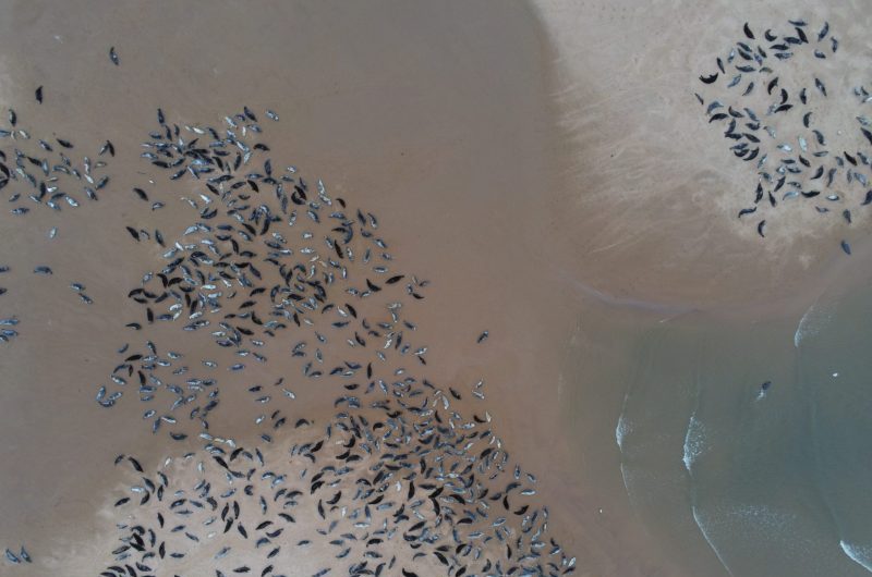 Anafi 1.8.2 Image showing the seal haul out and lots of seals.