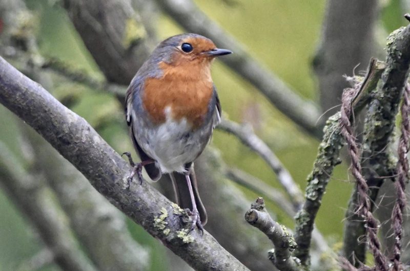 Robin - James Davies Robin - building bird boxes is 1 of the 5 nature-based New Year's Resolution