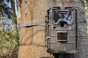 Camera Trap strapped to a tree, a simple way to discover woodland wildlife 