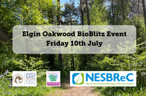 Discover Woodland Wildlife in Elgin on Friday 10th July