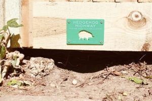 Scrap under fence to connect gardens a simple action to help hedgehogs