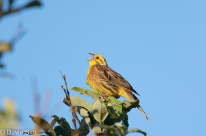 Yellowhammer signing on top of bush
