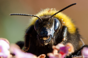 Close-up bumblebee feeding