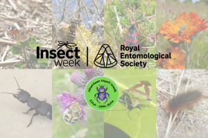 Aberdeen Insect Week Aberdeen Insect Week