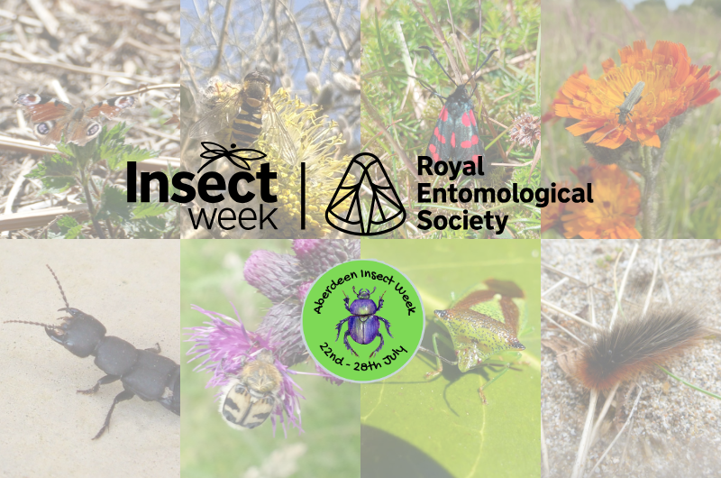 Aberdeen Insect Week
