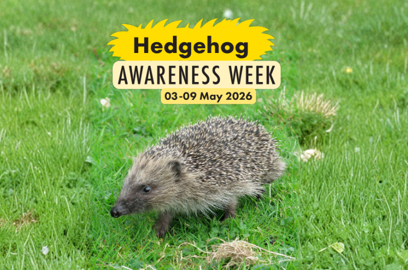 Hedgehog awarness week logo