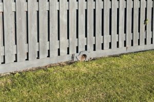 Hedgehog hole in the bottom of a fence