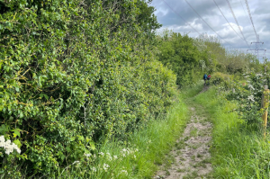 Helping hedgerows can help other wildlife