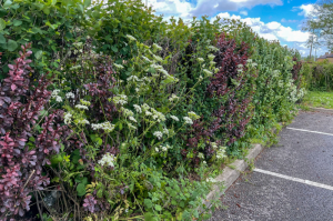 Mixed-hedgerow