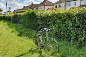 You can help hedgerows in urban areas too