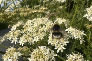 Help bumblebees in heatwaves by planting yarrow 