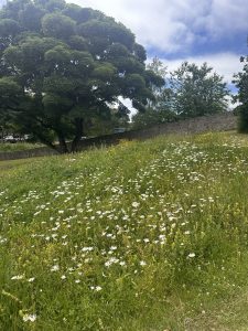 Wildflower meadow at Duthie Park. Meadows can help bumblebees in heatwaves. 
