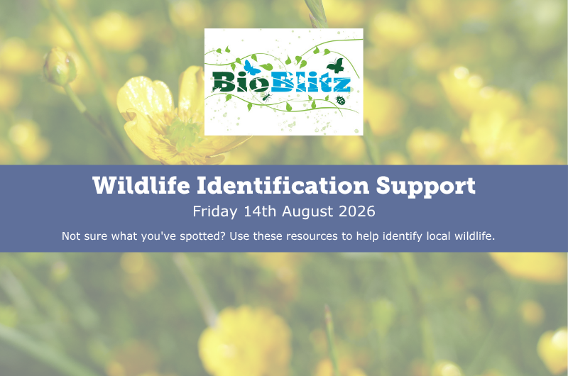 Wildlife Identification Support Aberdeen BioBlitz wildlife identification