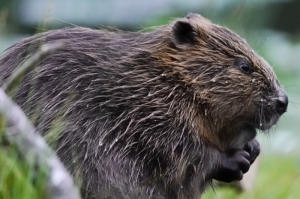 Beaver chewing