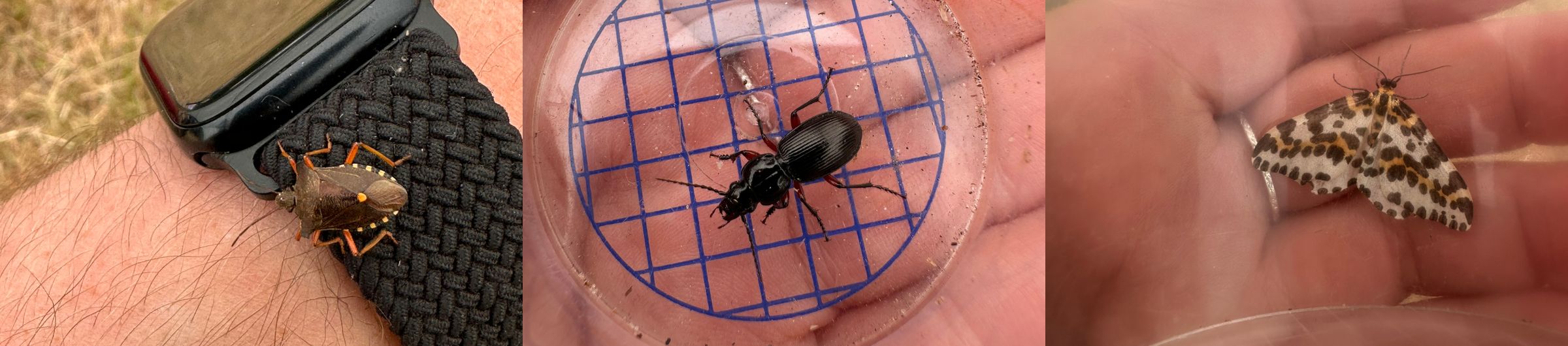 Forest bug, Black Clock Ground Beetle, Magpie Moth