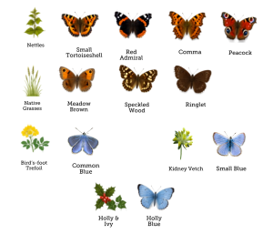 Feed the caterpillar, help the butterfly