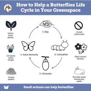 How to help butterflies through each stage