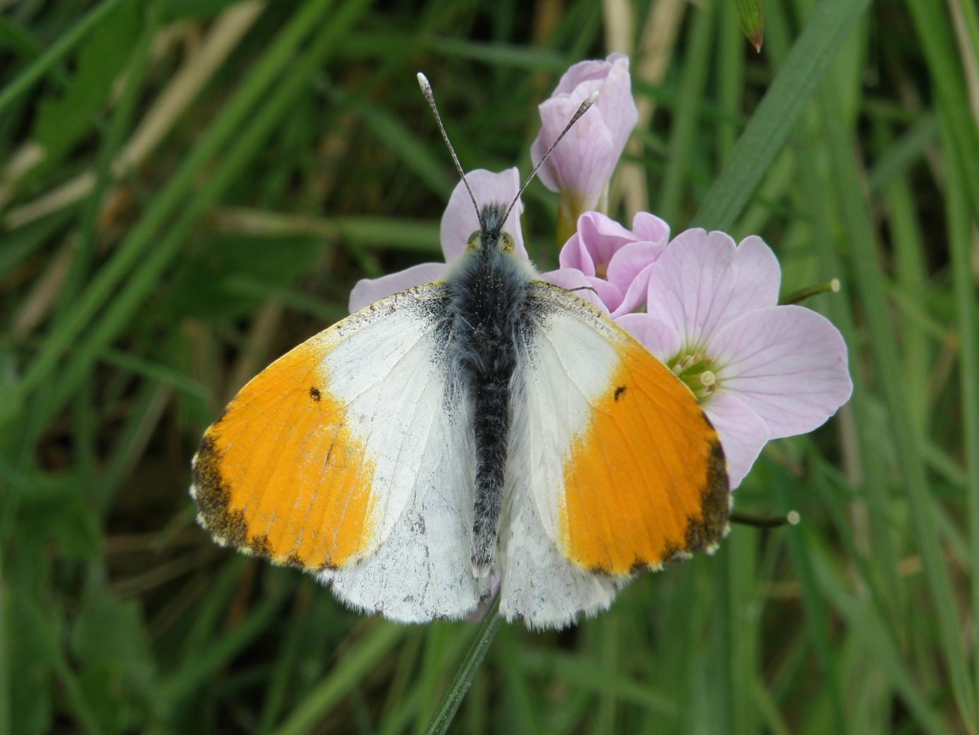 Orange Tip Butterfly one of my butterflies you can help butterflies North East Scotland